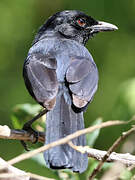 Slate-colored Boubou