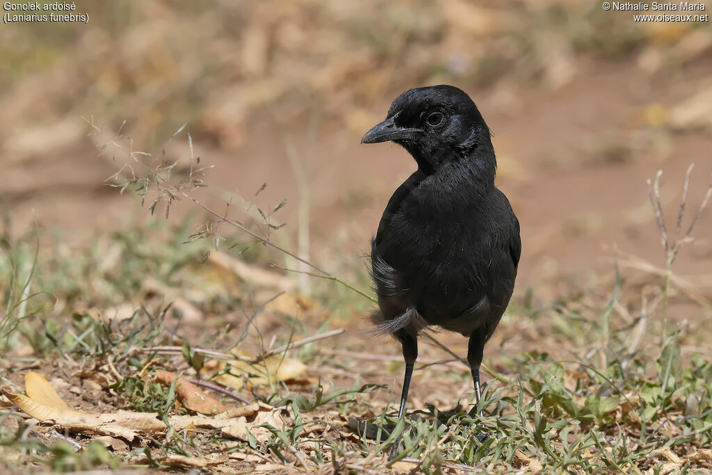 Slate-colored Boubouadult, identification, habitat