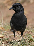 Slate-colored Boubou