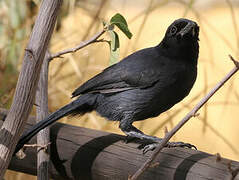 Slate-colored Boubou