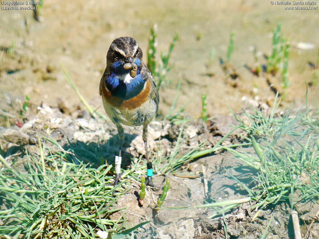 Gorgebleue à miroir mâle adulte nuptial, régime, Nidification