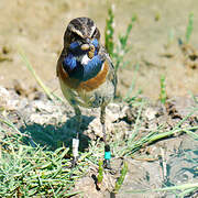 Bluethroat