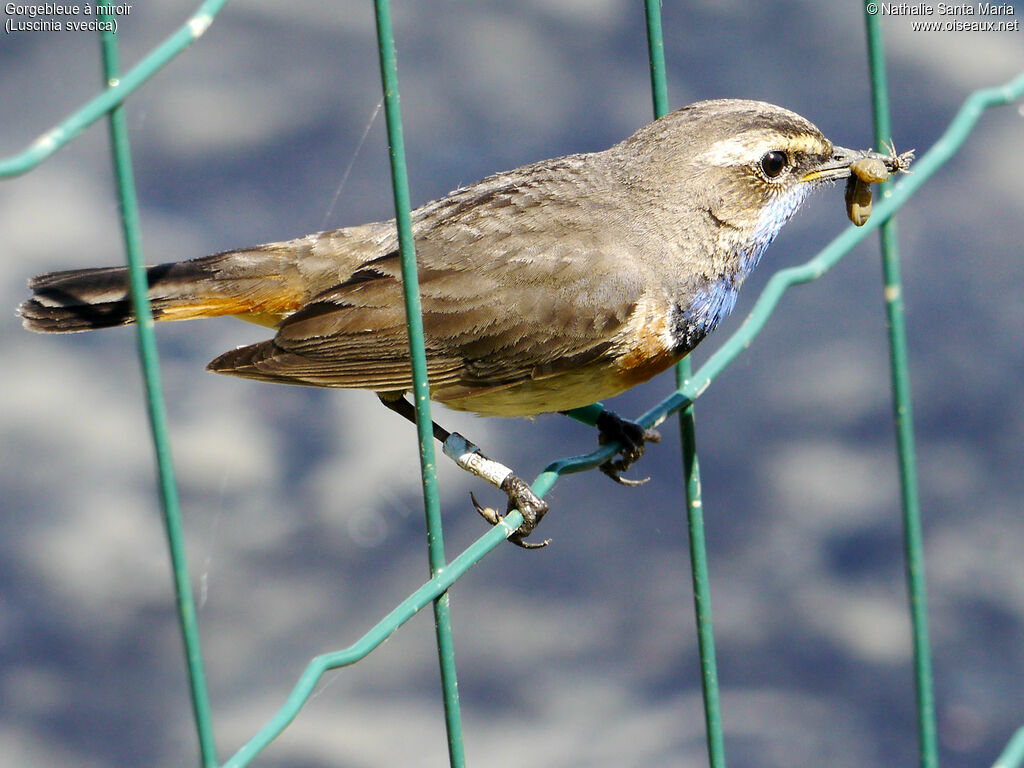 Bluethroat male adult, Reproduction-nesting