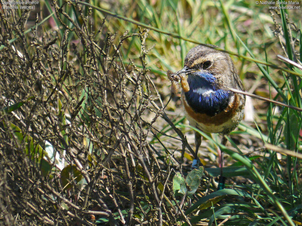 Bluethroat male adult, Reproduction-nesting