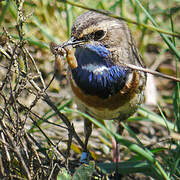 Bluethroat