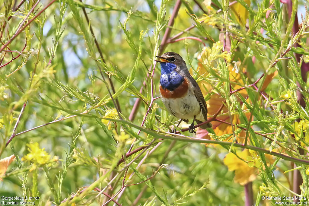 Bluethroat male adult breeding, identification, song