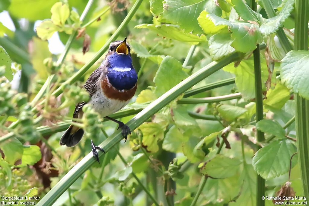 Bluethroat male adult breeding, identification, song