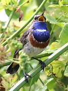 Bluethroat