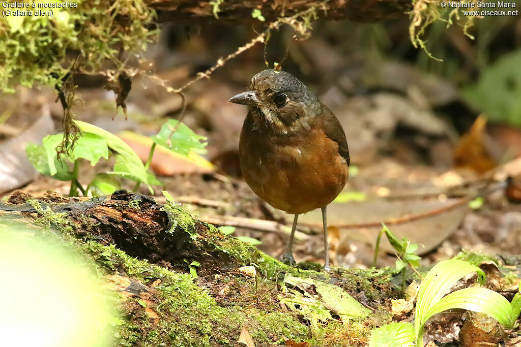 Moustached Antpittaadult, identification