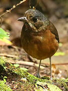 Moustached Antpitta