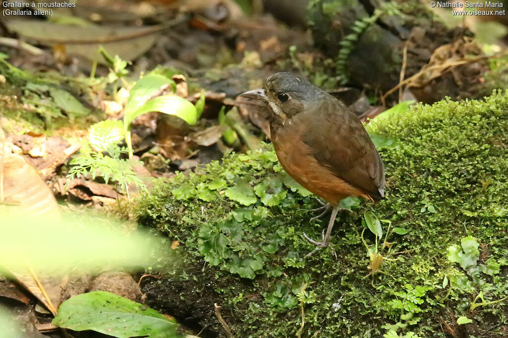 Grallaire à moustachesadulte, identification