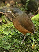 Moustached Antpitta