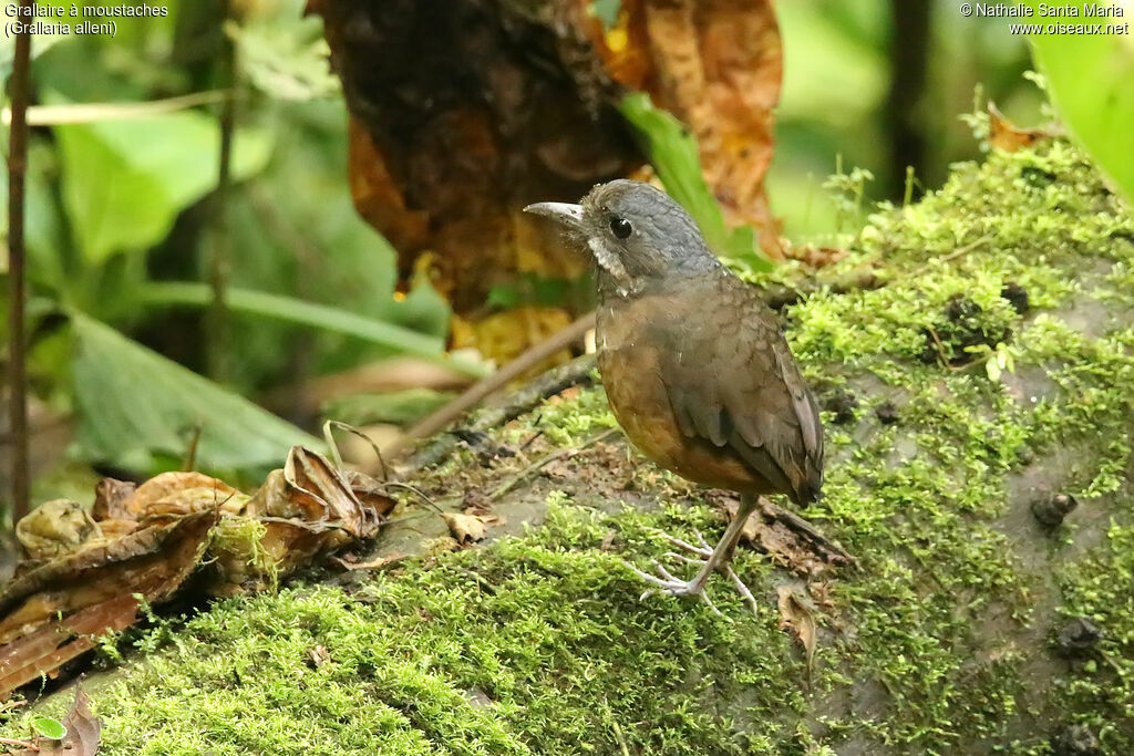 Moustached Antpittaadult, identification