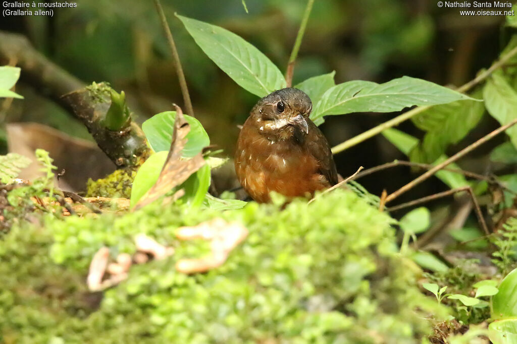 Moustached Antpittaadult, identification