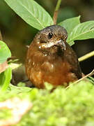 Moustached Antpitta