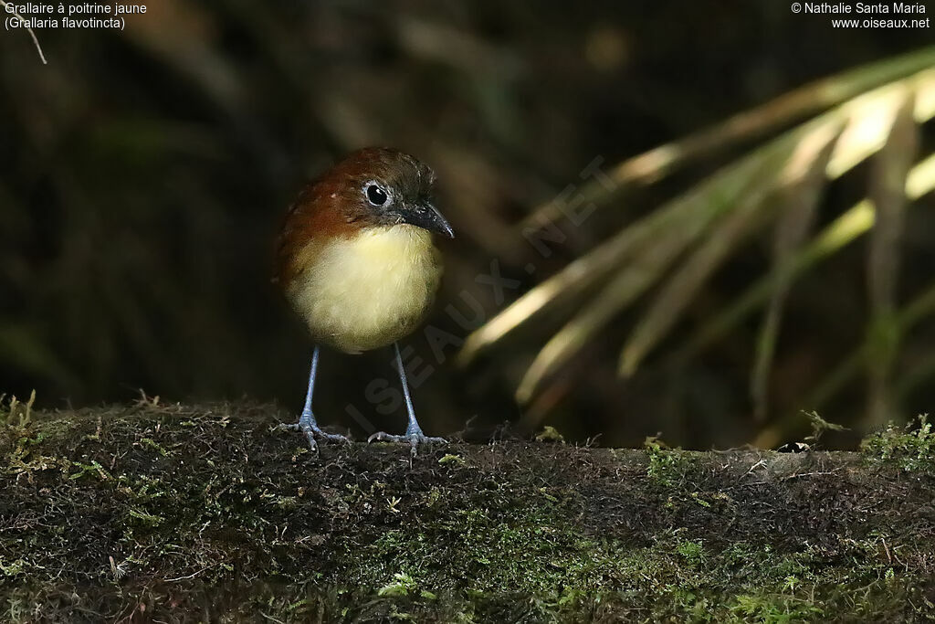 Yellow-breasted Antpittaadult, identification