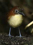 Yellow-breasted Antpitta