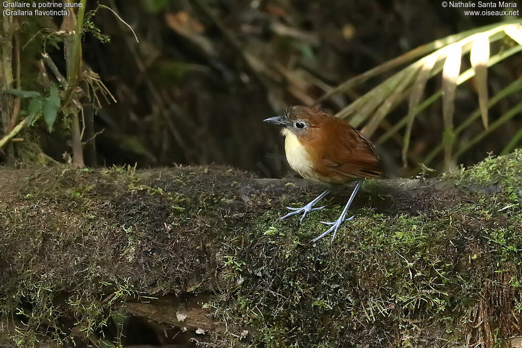 Yellow-breasted Antpittaadult, habitat