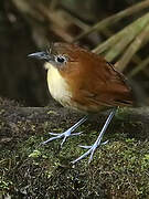 Yellow-breasted Antpitta