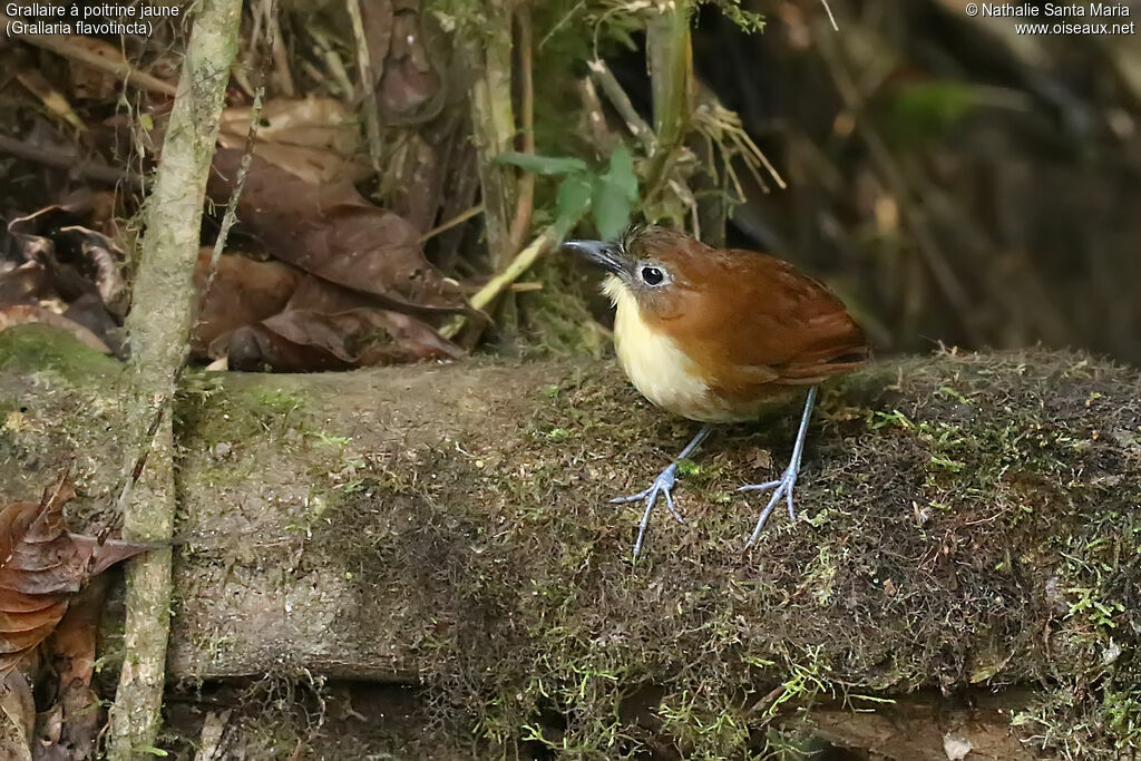 Yellow-breasted Antpittaadult, identification