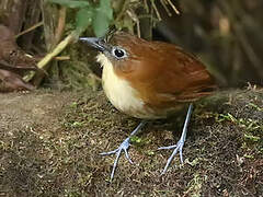 Yellow-breasted Antpitta