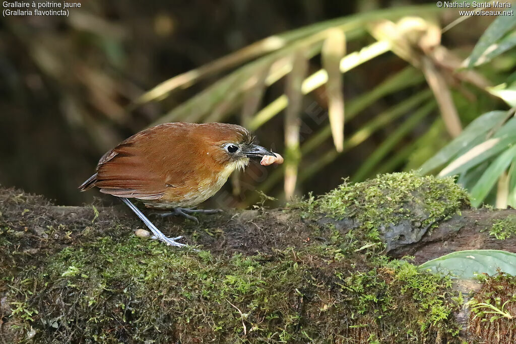 Grallaire à poitrine jauneadulte, identification, mange