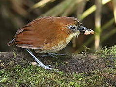 Yellow-breasted Antpitta