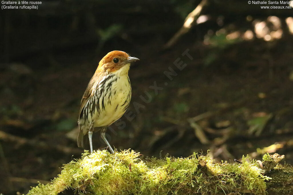 Chestnut-crowned Antpittaadult, identification