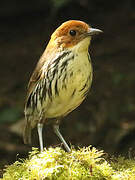 Chestnut-crowned Antpitta