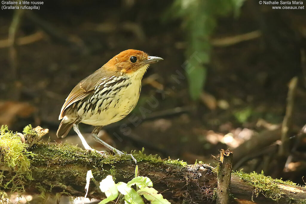 Chestnut-crowned Antpittaadult, identification