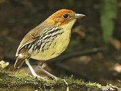 Chestnut-crowned Antpitta