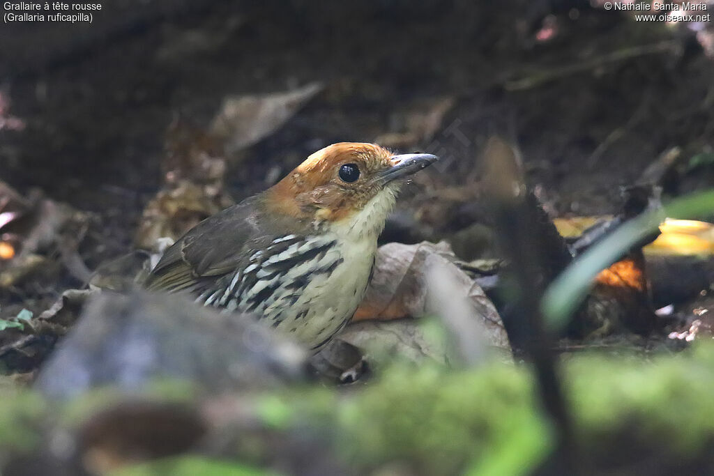 Chestnut-crowned Antpittaadult, identification