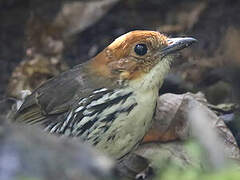 Chestnut-crowned Antpitta