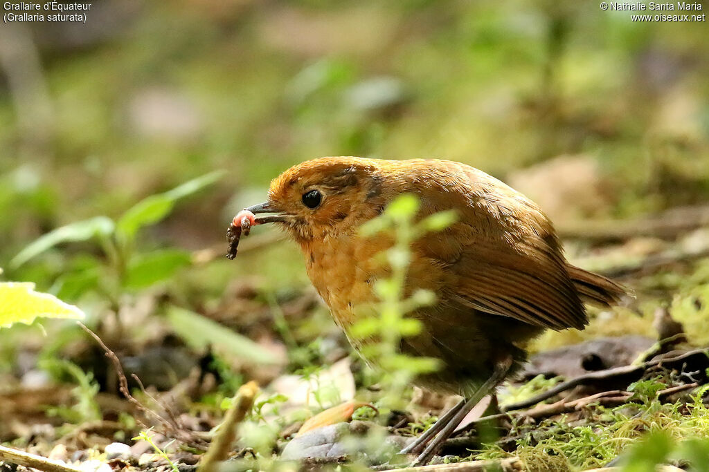 Equatorial Antpittaadult, identification, feeding habits, eats