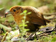 Equatorial Antpitta