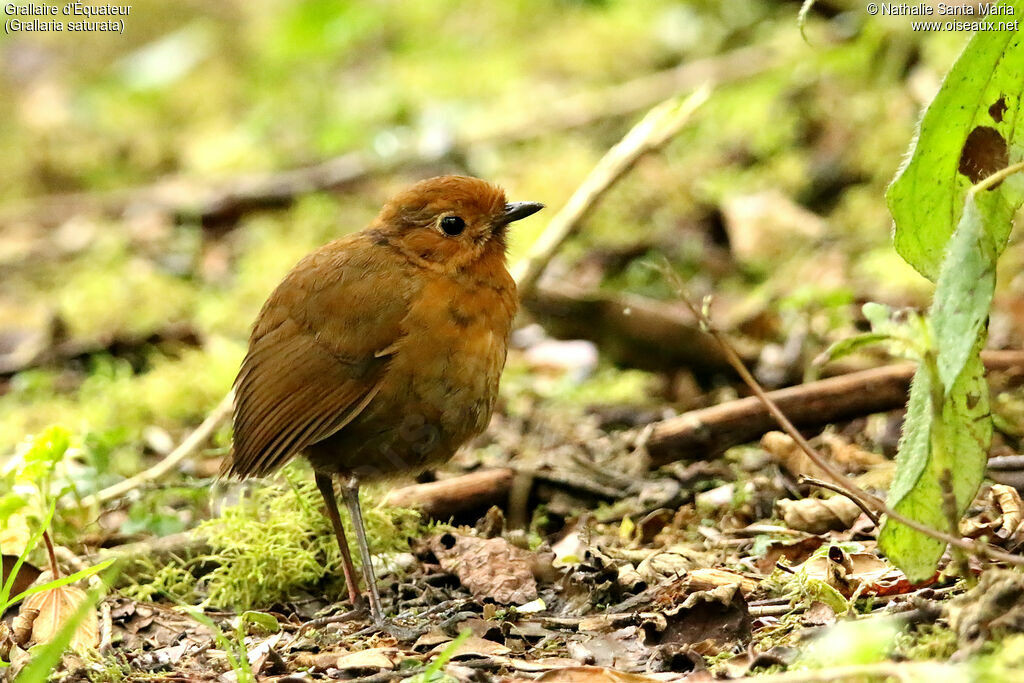 Grallaire d'Équateuradulte, identification