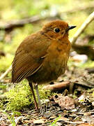 Equatorial Antpitta