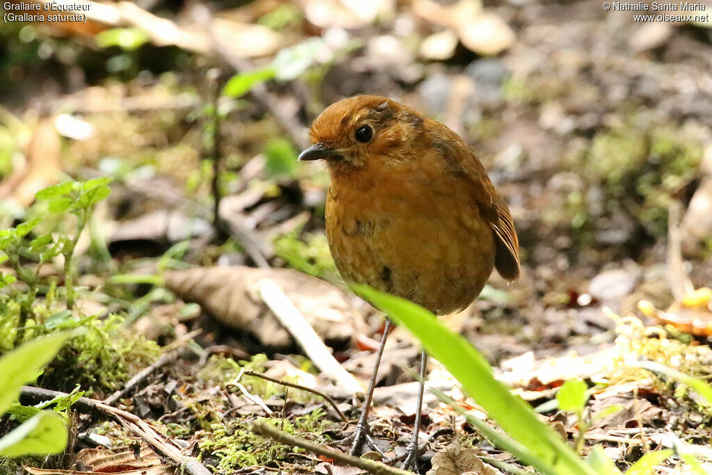 Equatorial Antpittaadult, identification