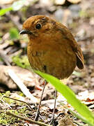 Equatorial Antpitta