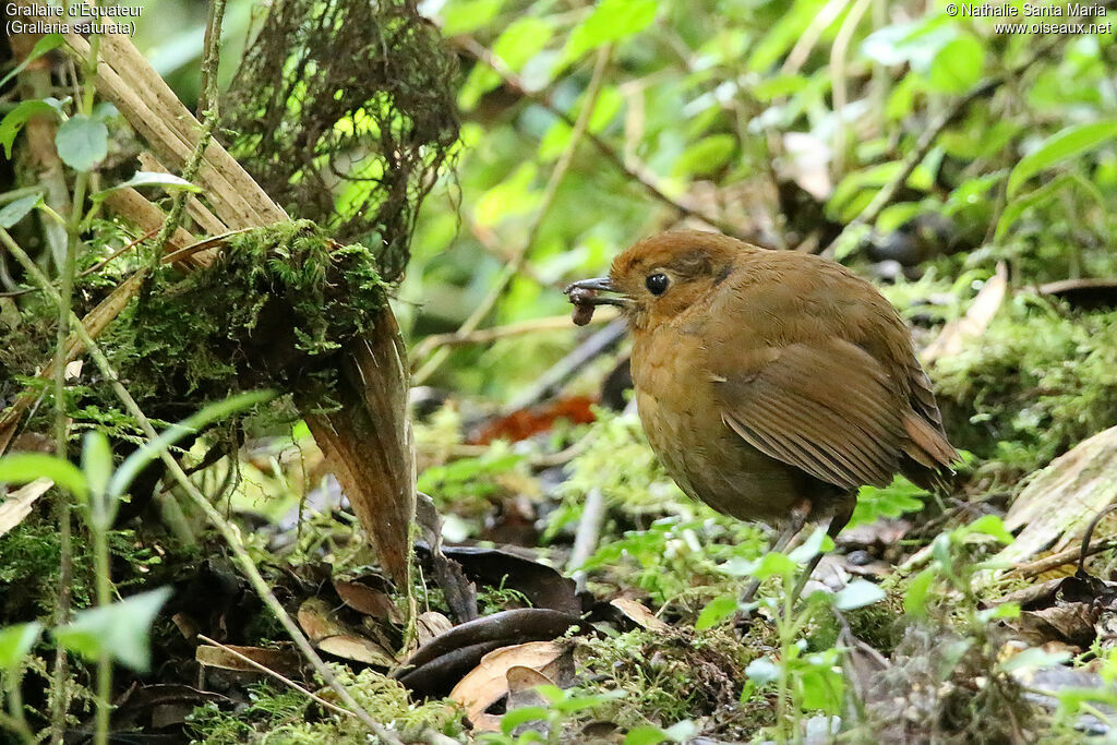 Equatorial Antpittaadult, identification, feeding habits, eats