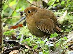 Equatorial Antpitta