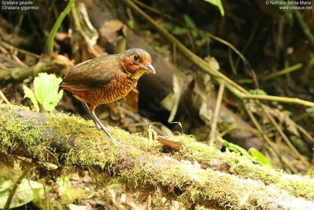 Giant Antpittaadult, identification