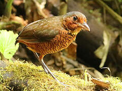 Giant Antpitta