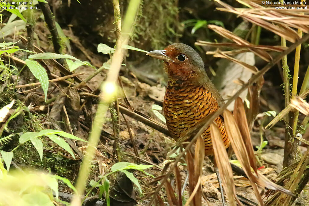 Grallaire géanteadulte, identification