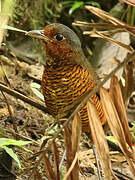 Giant Antpitta