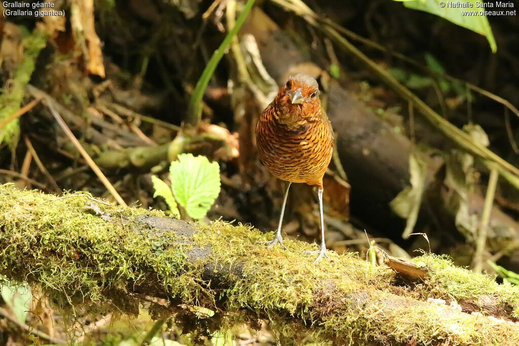 Grallaire géanteadulte, identification