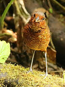 Giant Antpitta