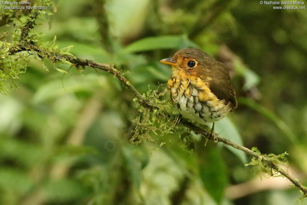 Grallaire ocréeadulte, identification