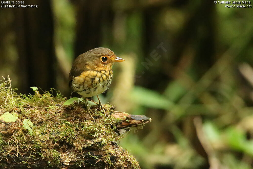 Grallaire ocréeadulte, identification