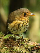 Ochre-breasted Antpitta